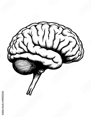 human brain isolated on white