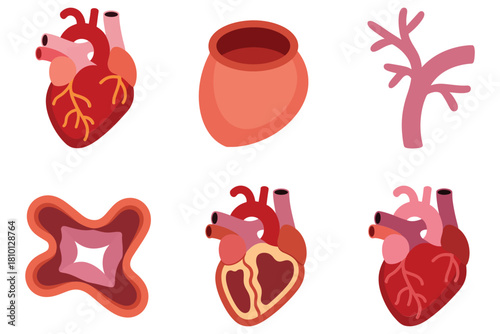 Human heart anatomy icons set, ventricles and arteries, organ cross section, complex vessel shapes, medical biology illustration vector