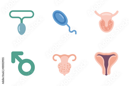 Male fertility and urology icons, testicle anatomy, sperm cell, prostate symbol, uterus shape, male sign, healthcare graphics