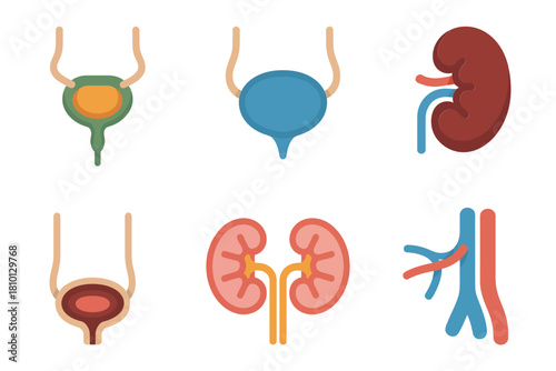 Urology organs diagram set, bladder and kidneys, urethra section, renal artery vein, educational medical graphics, vector