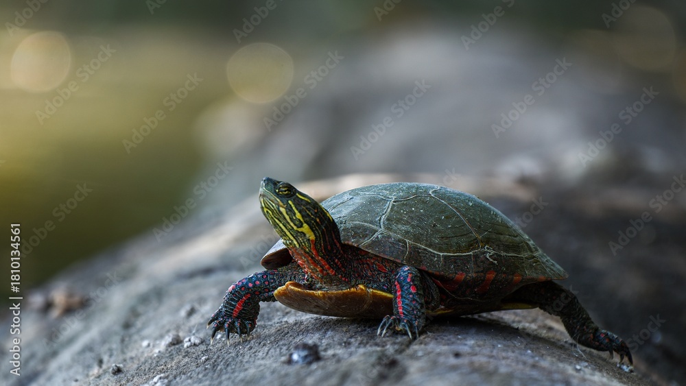Obraz premium Painted turtle on a log 