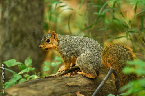 Fotografie Fox squirrel hoarding