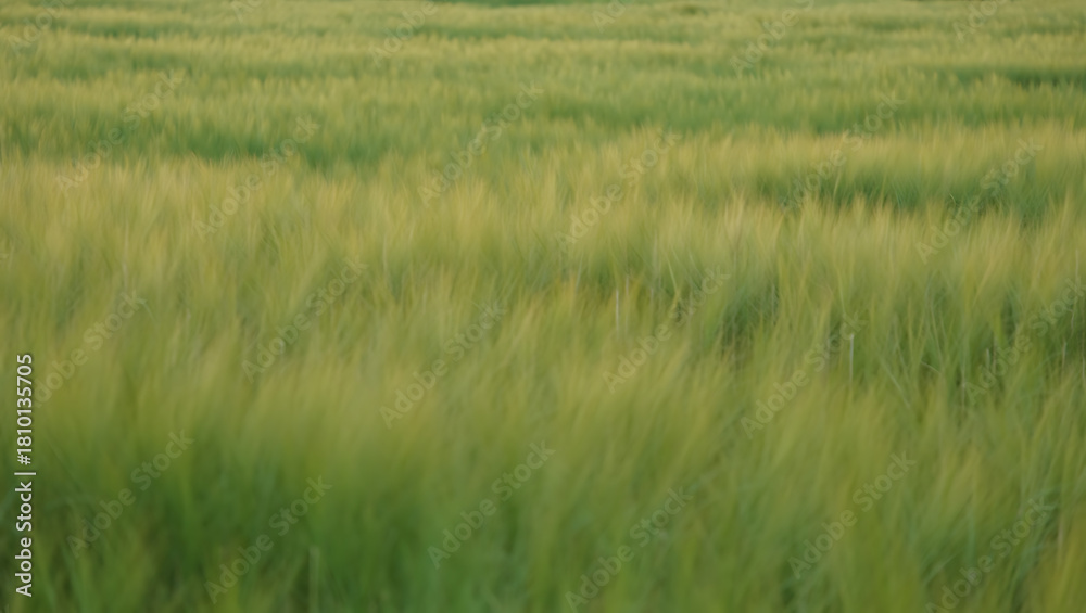 Obraz premium A serene field of green crops gently swaying in the wind, capturing the essence of nature's tranquility and the beauty of agriculture