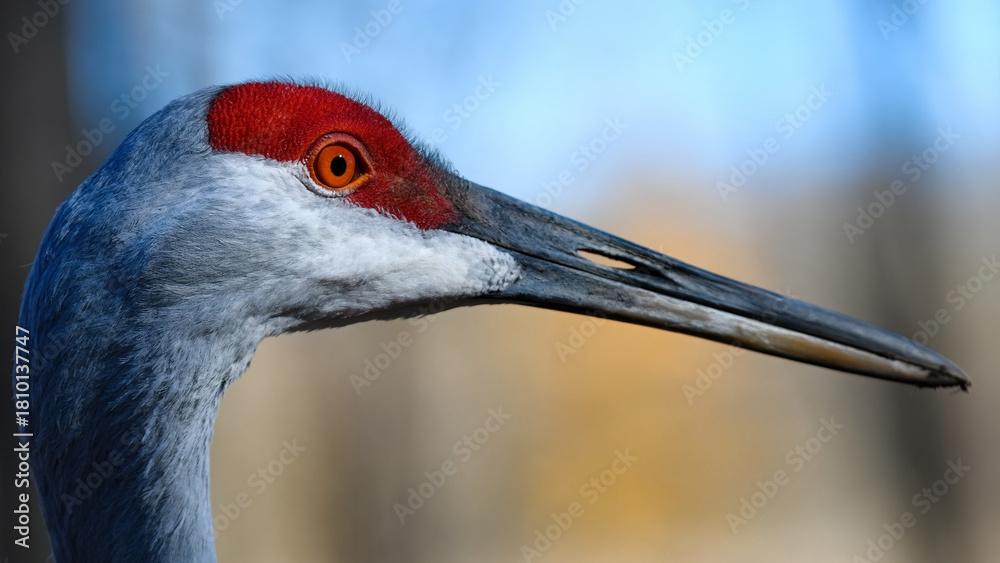 Naklejka premium Crane close-up. Eastern sandhill crane portrait with focus on the bird's orange eye.