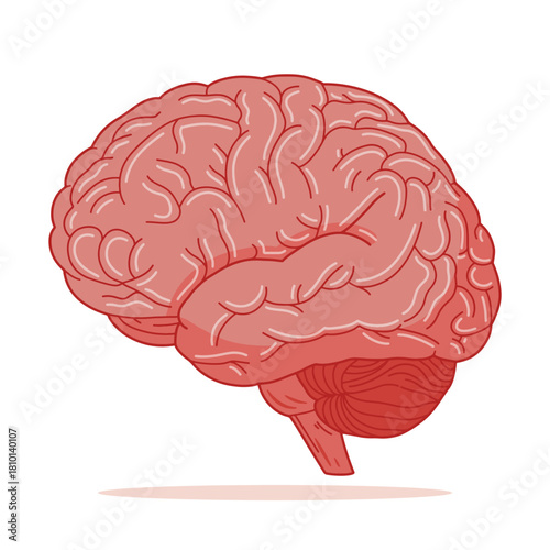 Illustration of Human Brain Anatomy