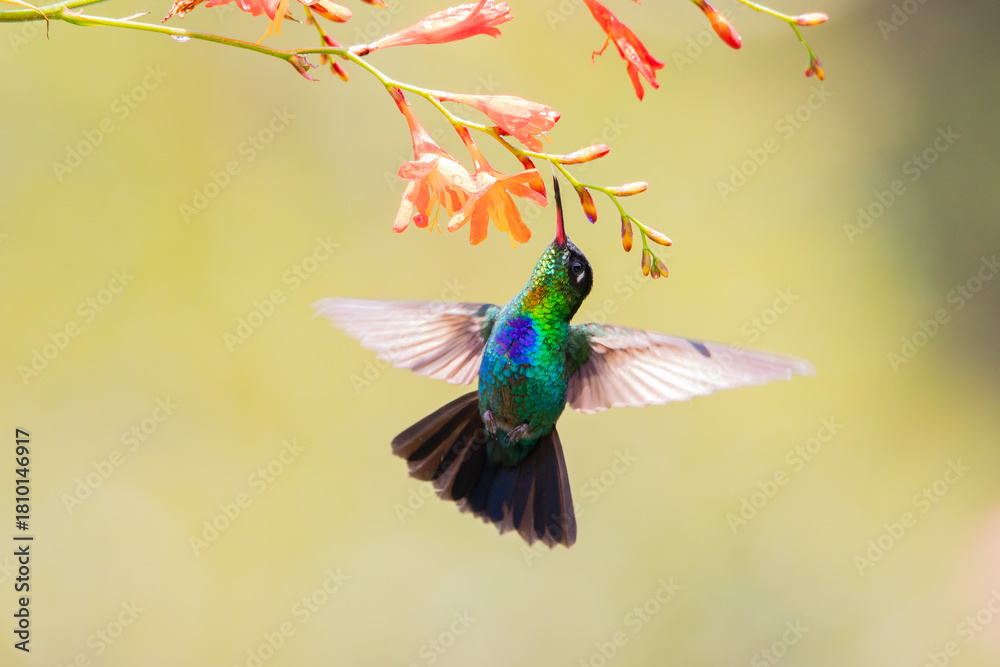 Fototapeta premium Fiery-throated Hummingbird