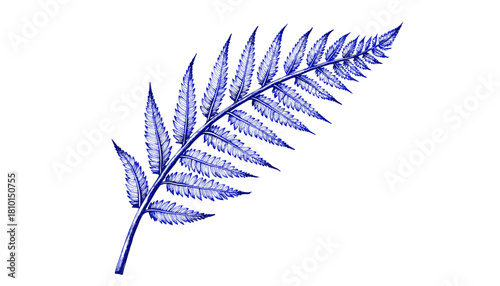 Vintage sketch of fern leaf in blue ink on white background  