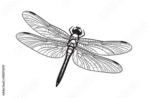Detailed black and white illustration of a dragonfly