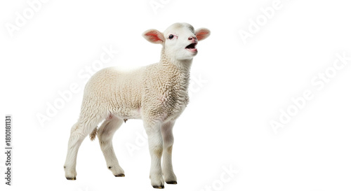 A fluffy white lamb bleats sweetly under the quiet moonlight calling for its mother with soft on transparent background