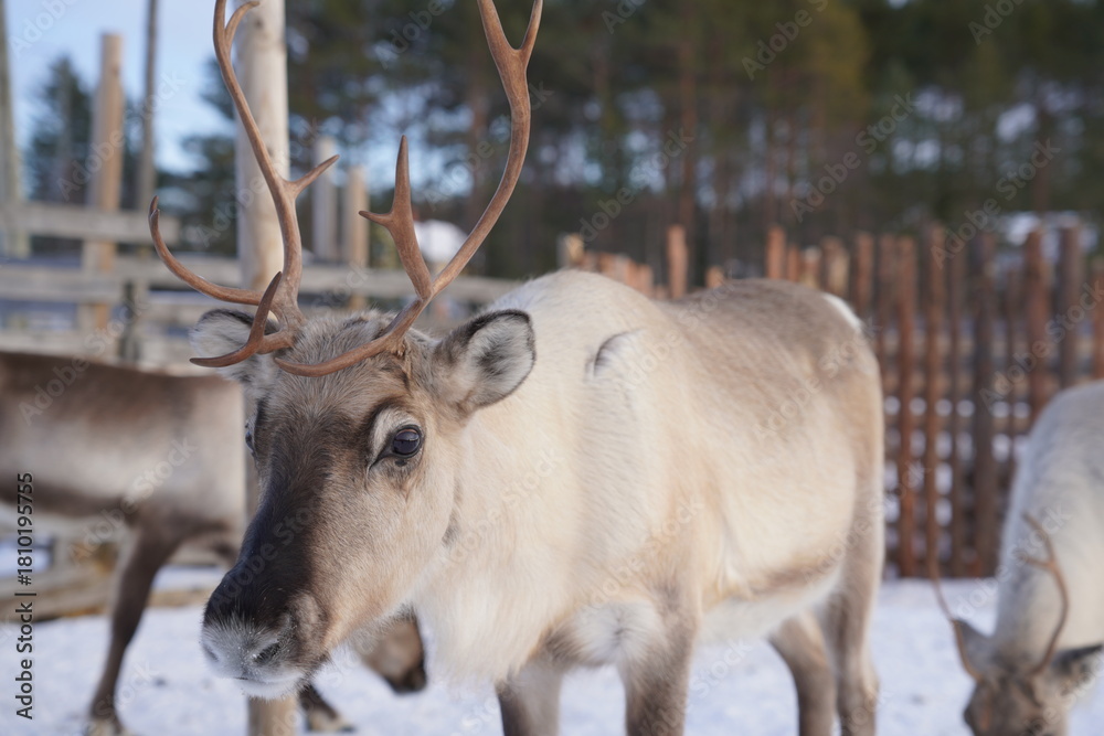 Fototapeta premium Voyage en Laponie