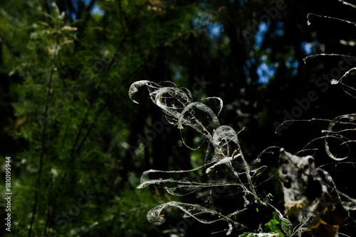 Spider webs and poplar fluff invade wild plants