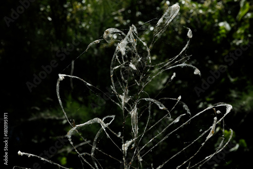 Spider webs and poplar fluff invade wild plants