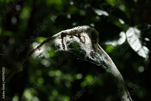 Spider webs and poplar fluff invade wild plants