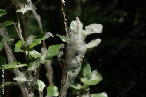 Spider webs and poplar fluff invade wild plants