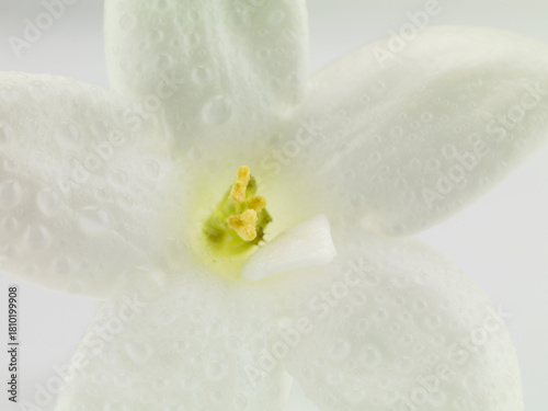 Studio image of flowering Jasmin flower (Jasminum Polyanthum).