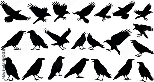 Collection of raven silhouettes in various poses on white background