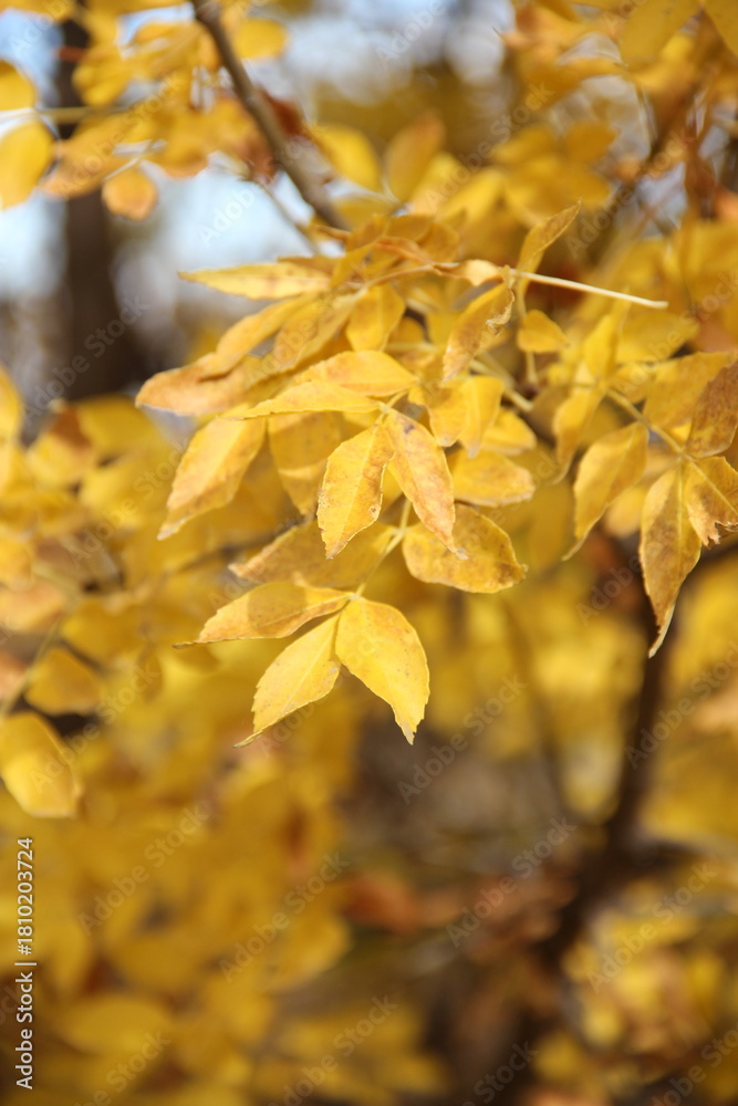 Obraz premium autumn