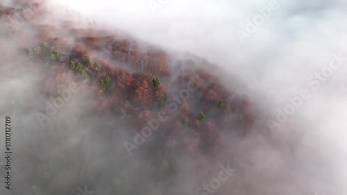 Aerial top view with panning motion of deciduous and conifers trees forest with morning mist. Drone footage of dense fog moving over woodland in late autumn season