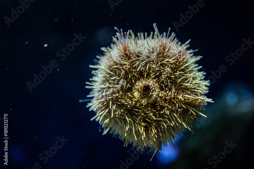 Photography Sea urchin in ocean depth. Underwater symmetry.
