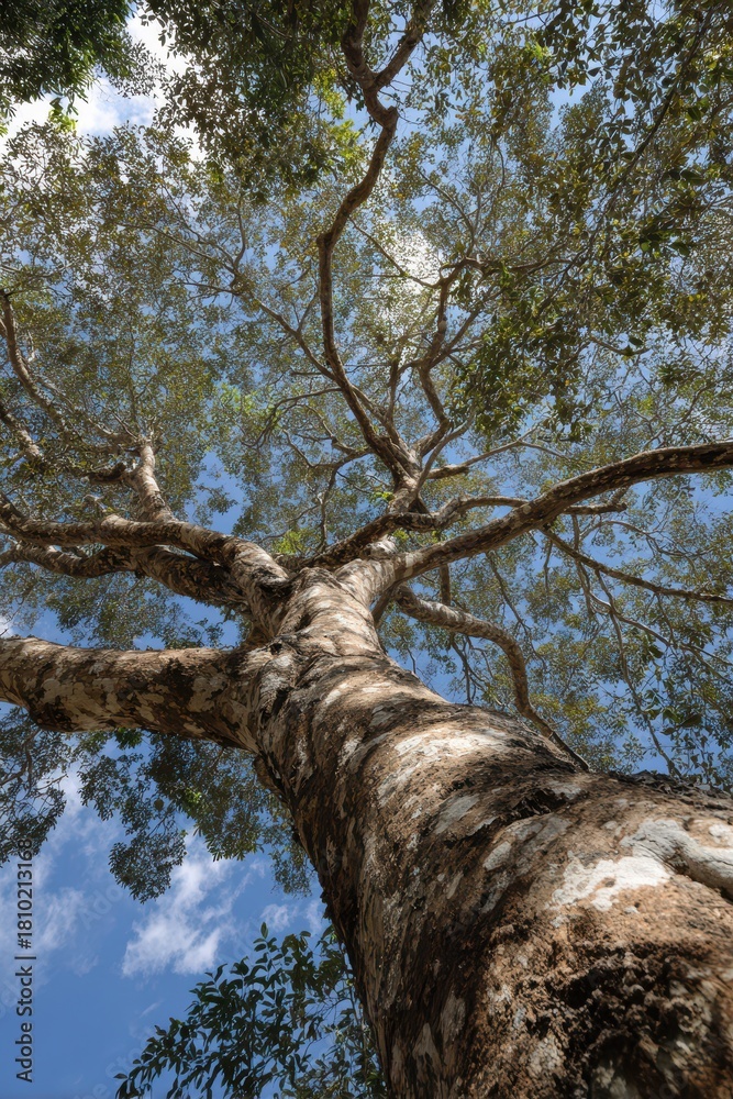 Fototapeta premium Copaiba Tree: A Guardian of Nature Amidst the Lush Green Forests Under the Sky