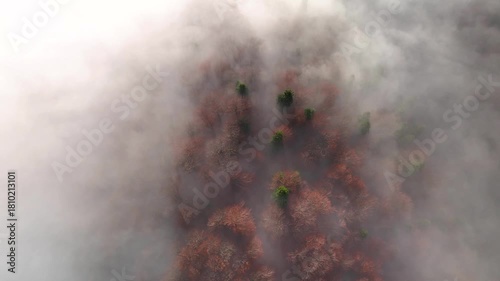 Aerial top view with panning motion of deciduous and conifers trees forest with morning mist. Drone footage of dense fog moving over woodland in late autumn season
