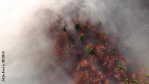 Aerial top view with panning motion of deciduous and conifers trees forest with morning mist. Drone footage of dense fog moving over woodland in late autumn season