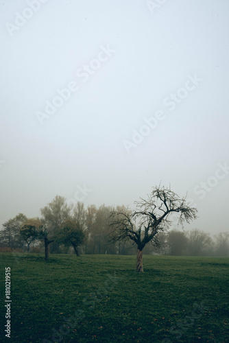 Wallpaper Mural Ein einzelner Baum auf dem nebligen Feld Torontodigital.ca