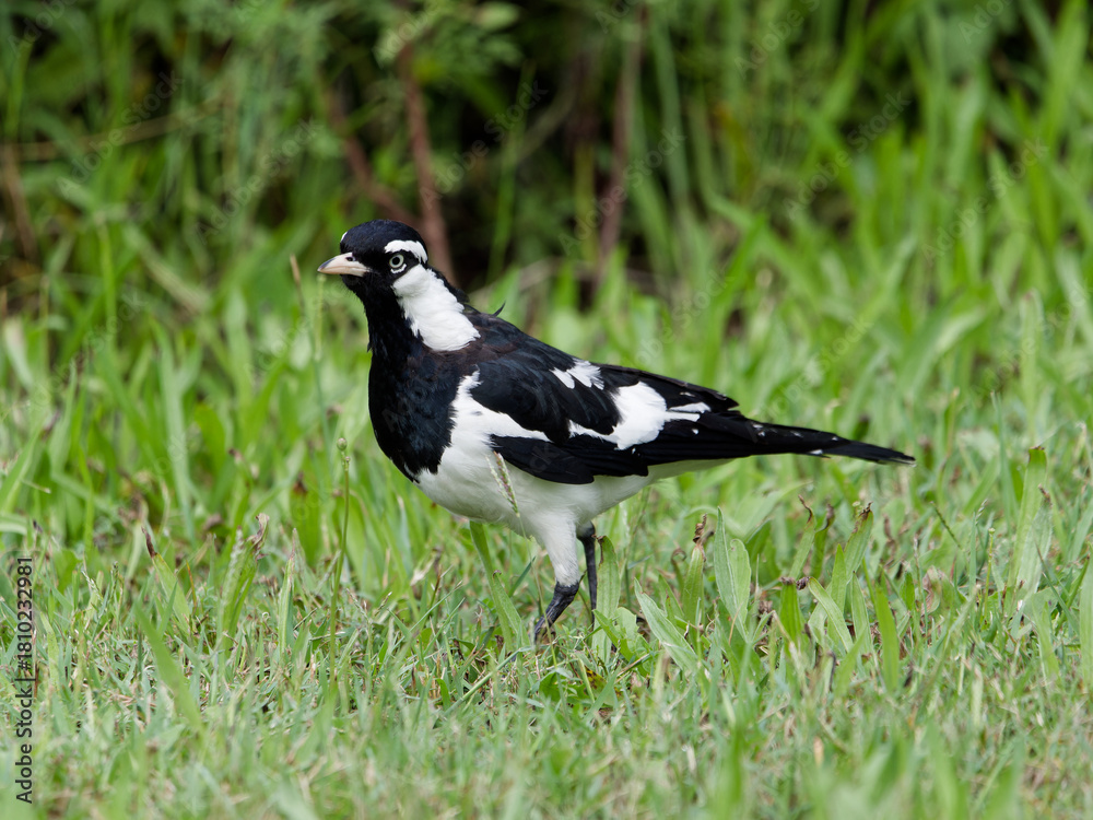 Obraz premium Magpie Lark (Grallina cyanoleuca) walking on lush green grass