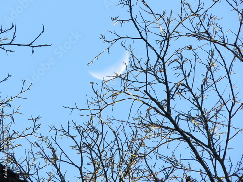 tree branches against the sky
