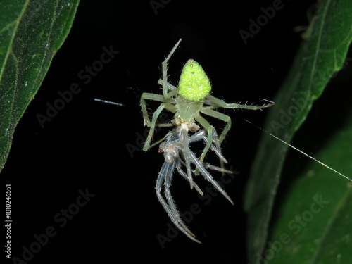 Ecdysis of a spider on a leaf