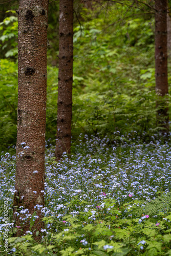 Forget-me-nots blooming beneath spruce trunks in the lush green forest of Keila-Joa, Estonia, creating a soft and serene summer woodland atmosphere.