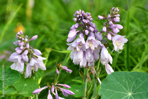 Hosta ventricosa - a plant known as the blue plantain lily.