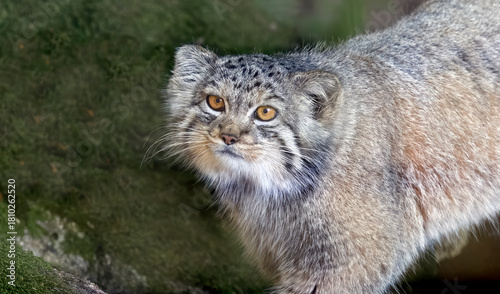 Portrait of a Pallas’s Cat