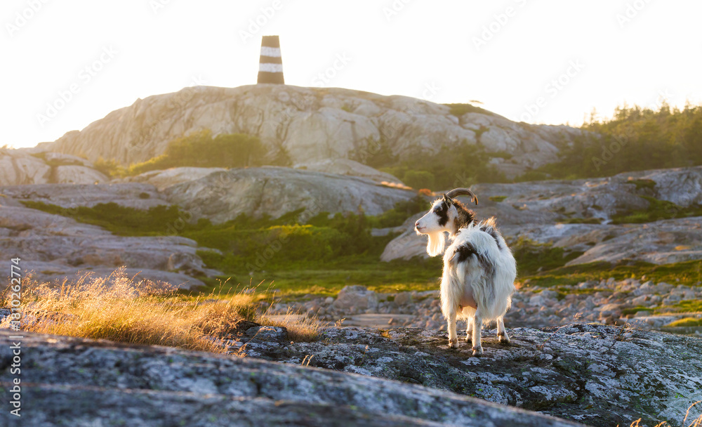 Obraz premium Goat on Summer Grazing on Herfol Island in Hvaler, Norway, near Famous Sea Mark Linnekleppen