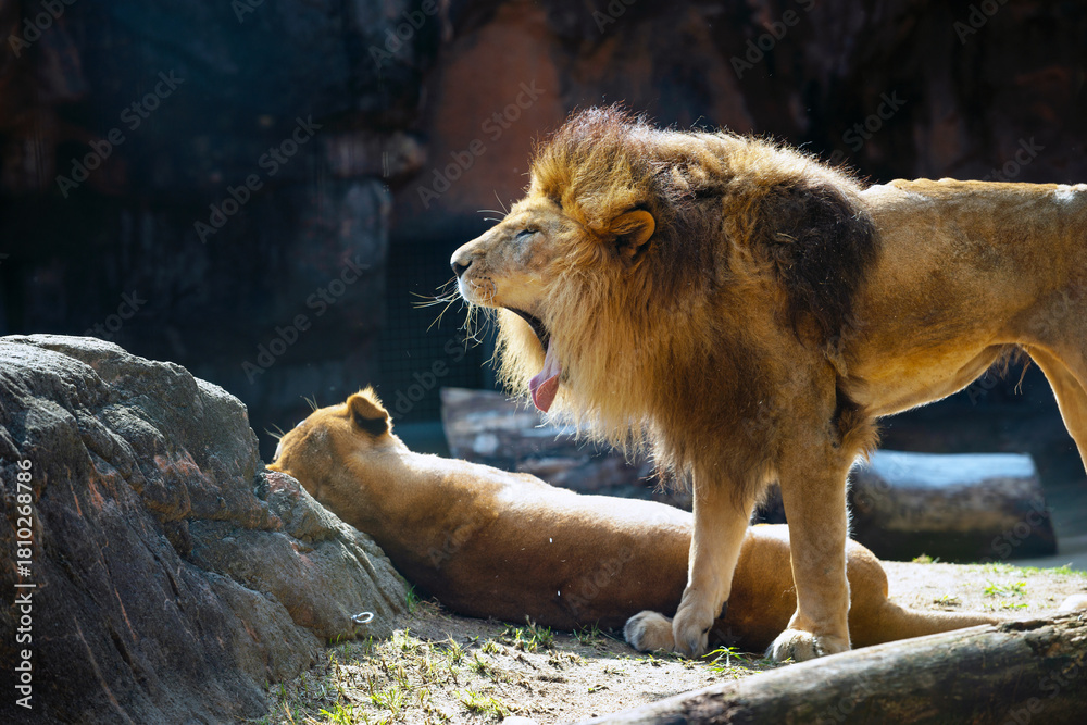 Naklejka premium 天王寺動物園の動物