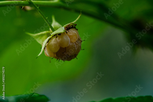 macro nature