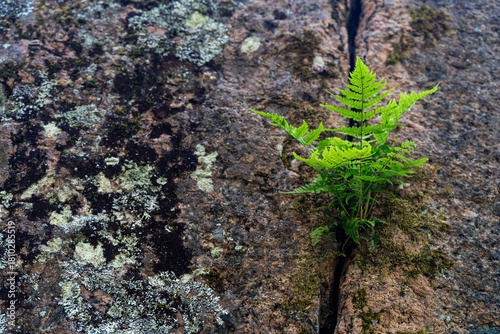 A green fern growing from a crack in a rocky surface, surrounded by lichen and moss, symbolizing resilience, growth and nature’s ability to thrive in harsh conditions.