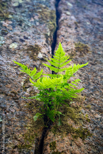 A green fern growing from a crack in a rocky surface, surrounded by lichen and moss, symbolizing resilience, growth and nature’s ability to thrive in harsh conditions.