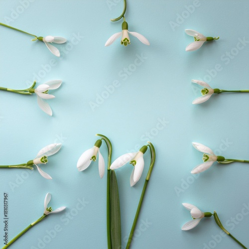 Delicate Arrangement of Snowdrop Flowers on a Soft Pastel Blue Background in Spring Season