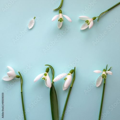 Delicate Snowdrop Flowers on Soft Blue Background Showcasing Spring's Natural Beauty
