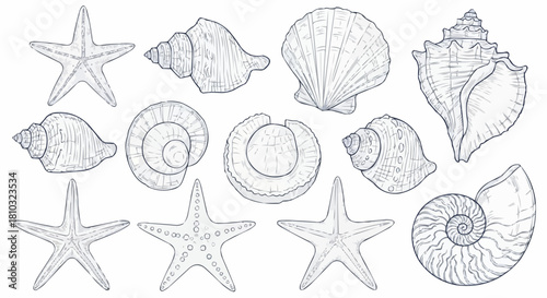Assortment of intricately drawn seashells and starfish arranged on a white background surface
