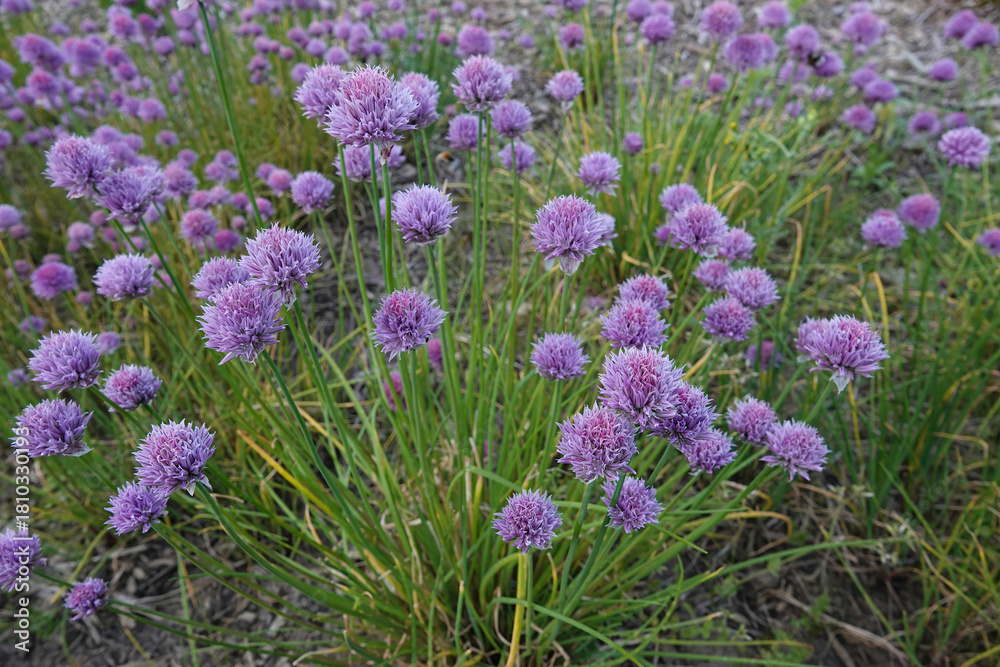 Naklejka premium A vibrant field is filled with purple chive blossoms, their spherical heads a cheerful sight against the backdrop of slender green stems.