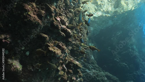 Wallpaper Mural  pempheris fish in a cave underwater cave diving Torontodigital.ca