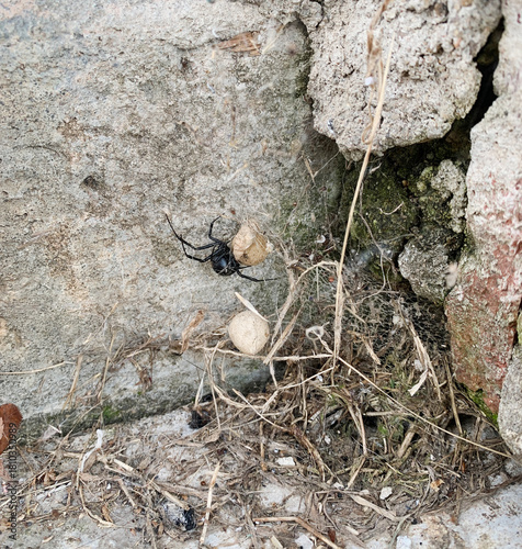 Black Widow spider with egg sacks on concrete building exterior