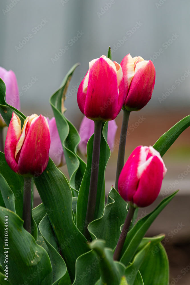 Naklejka premium pink tulips in the garden