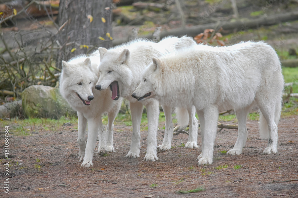 Obraz premium three white arctic wolves in the forest