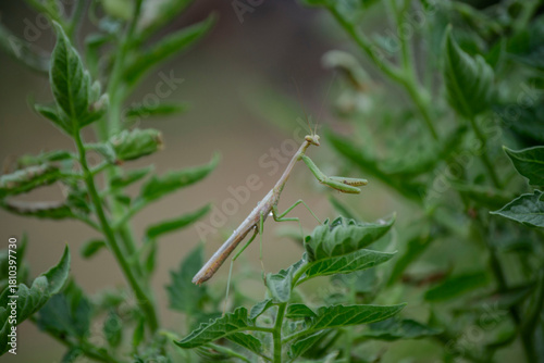 Praying Mantis