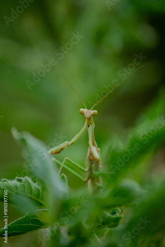 Praying Mantis