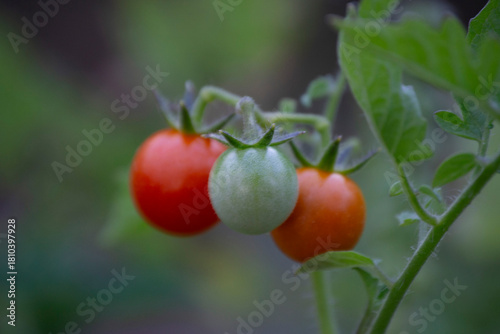 Cherry Tomatoes growing