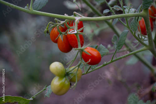 tomatoes on the vine